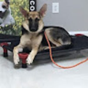 Meet your Posher, Brent